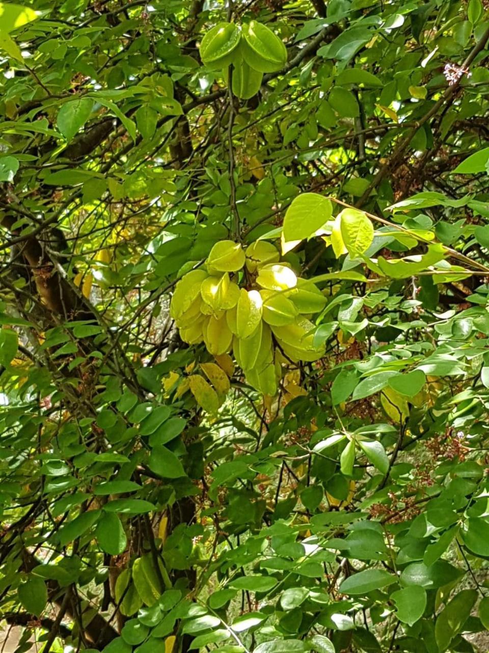 Pousada Rancho Flores Caeté Eksteriør bilde